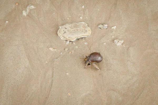 Caranguejo Eremita Praia Areia Mar Andamão — Fotografia de Stock