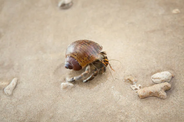 Caranguejo Eremita Praia Areia Mar Andamão — Fotografia de Stock