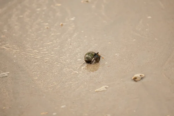 Caranguejo Eremita Praia Areia Mar Andamão — Fotografia de Stock