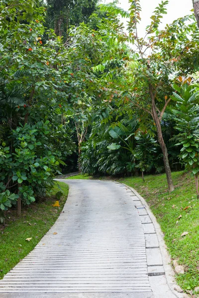 Pad Gemaakt Van Cement Tropische Tuin Thailand — Stockfoto