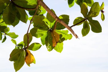 Yine sahildeki ağaç Tayland 'ın güneyindeki mavi gökyüzü