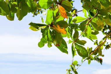 Yine sahildeki ağaç Tayland 'ın güneyindeki mavi gökyüzü