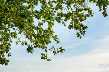 Yine sahildeki ağaç Tayland 'ın güneyindeki mavi gökyüzü