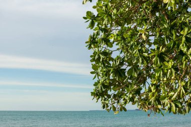 Yine sahildeki ağaç Tayland 'ın güneyindeki mavi gökyüzü
