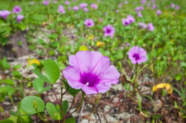 Goat 's Foot Creeper veya Beach Morning Glory (Bilimsel Adı: Ipomoea pes-caprae), Sabah Sahilde Sabah Zaferi.