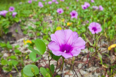Goat 's Foot Creeper veya Beach Morning Glory (Bilimsel Adı: Ipomoea pes-caprae), Sabah Sahilde Sabah Zaferi.