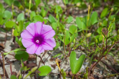 Goat 's Foot Creeper veya Beach Morning Glory (Bilimsel Adı: Ipomoea pes-caprae), Sabah Sahilde Sabah Zaferi.