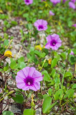 Goat 's Foot Creeper veya Beach Morning Glory (Bilimsel Adı: Ipomoea pes-caprae), Sabah Sahilde Sabah Zaferi.