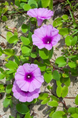 Goat 's Foot Creeper veya Beach Morning Glory (Bilimsel Adı: Ipomoea pes-caprae), Sabah Sahilde Sabah Zaferi.