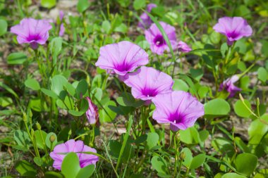 Goat 's Foot Creeper veya Beach Morning Glory (Bilimsel Adı: Ipomoea pes-caprae), Sabah Sahilde Sabah Zaferi.