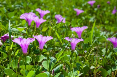 Goat 's Foot Creeper veya Beach Morning Glory (Bilimsel Adı: Ipomoea pes-caprae), Sabah Sahilde Sabah Zaferi.