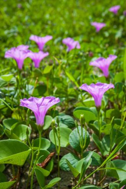 Goat 's Foot Creeper veya Beach Morning Glory (Bilimsel Adı: Ipomoea pes-caprae), Sabah Sahilde Sabah Zaferi.