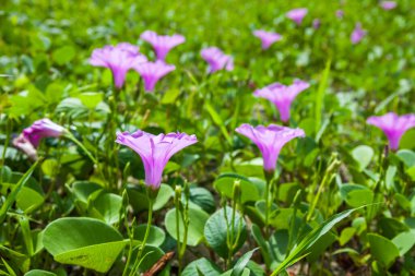 Goat 's Foot Creeper veya Beach Morning Glory (Bilimsel Adı: Ipomoea pes-caprae), Sabah Sahilde Sabah Zaferi.