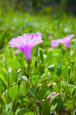 Goat 's Foot Creeper veya Beach Morning Glory (Bilimsel Adı: Ipomoea pes-caprae), Sabah Sahilde Sabah Zaferi.