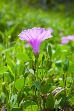 Goat 's Foot Creeper veya Beach Morning Glory (Bilimsel Adı: Ipomoea pes-caprae), Sabah Sahilde Sabah Zaferi.