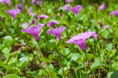 Goat 's Foot Creeper veya Beach Morning Glory (Bilimsel Adı: Ipomoea pes-caprae), Sabah Sahilde Sabah Zaferi.