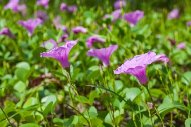 Goat 's Foot Creeper veya Beach Morning Glory (Bilimsel Adı: Ipomoea pes-caprae), Sabah Sahilde Sabah Zaferi.