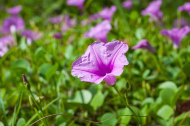 Goat 's Foot Creeper veya Beach Morning Glory (Bilimsel Adı: Ipomoea pes-caprae), Sabah Sahilde Sabah Zaferi.