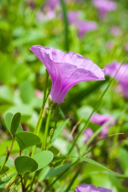 Goat 's Foot Creeper veya Beach Morning Glory (Bilimsel Adı: Ipomoea pes-caprae), Sabah Sahilde Sabah Zaferi.