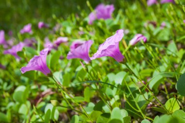 Goat 's Foot Creeper veya Beach Morning Glory (Bilimsel Adı: Ipomoea pes-caprae), Sabah Sahilde Sabah Zaferi.