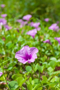 Goat 's Foot Creeper veya Beach Morning Glory (Bilimsel Adı: Ipomoea pes-caprae), Sabah Sahilde Sabah Zaferi.