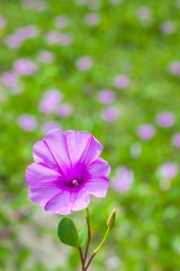 Goat 's Foot Creeper veya Beach Morning Glory (Bilimsel Adı: Ipomoea pes-caprae), Sabah Sahilde Sabah Zaferi.