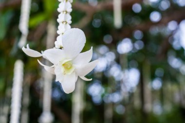 Sahildeki bir düğün töreninde çiçek aranjmanı..