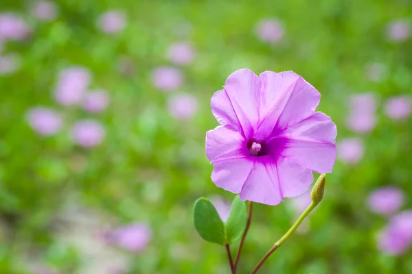 Goat Foot Creeper Beach Morning Glory Wetenschappelijke Naam Ipomoea Pes — Stockfoto