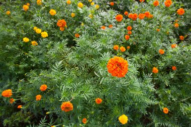 Marigolds plantasyon 