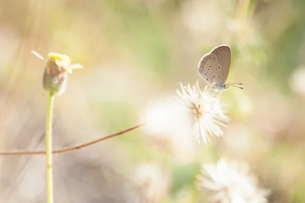 Borboleta que toma néctar de uma flor — Fotografia de Stock