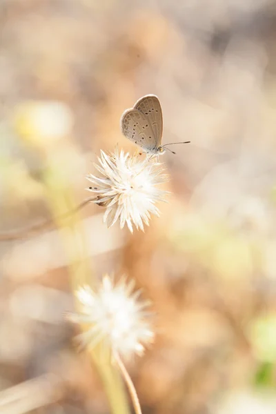 Motyl biorąc nektar z kwiatów — Zdjęcie stockowe
