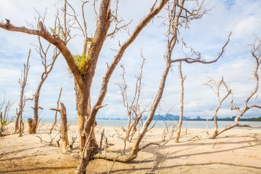 Mavi gökyüzü üzerinde ölü ağaç dalı.