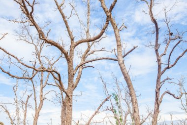 Mavi gökyüzü üzerinde ölü ağaç dalı.