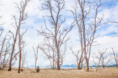 Mavi gökyüzü üzerinde ölü ağaç dalı.