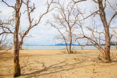 Mavi gökyüzü üzerinde ölü ağaç dalı.