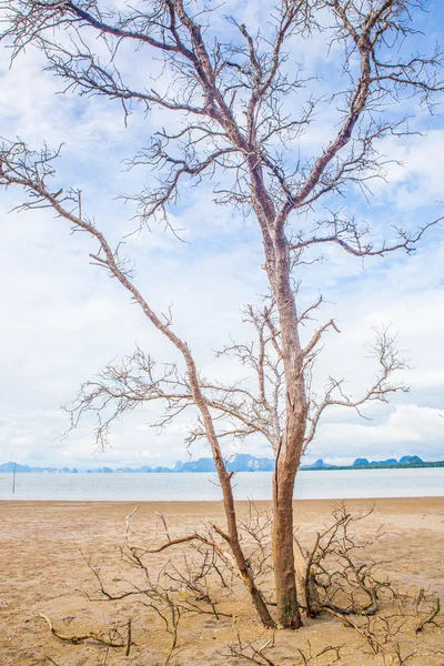 Ramo d'albero morto su cielo blu . — Foto Stock