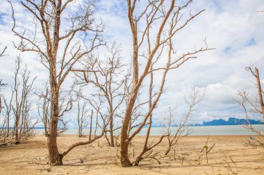 Mavi gökyüzü üzerinde ölü ağaç dalı.