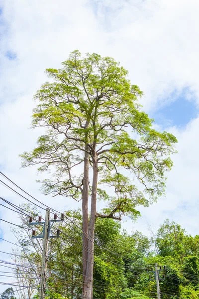 Zweig eines Baumes am blauen Himmel — Stockfoto