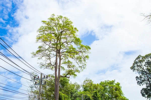 Rama de árbol en el cielo azul —  Fotos de Stock