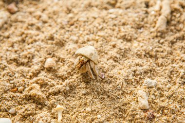 Pavurya kum Beach Tayland.