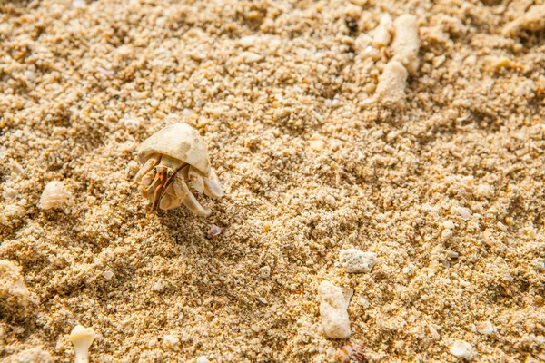 Cangrejo Ermitaño en playa de arena Tailandia . — Foto de Stock