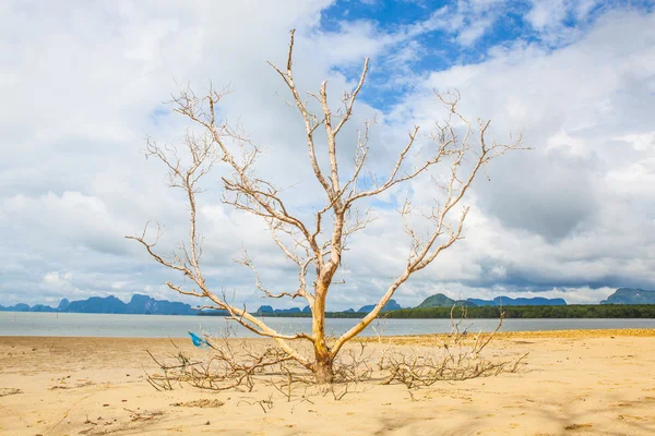 青い空に死んだ木の枝. — ストック写真