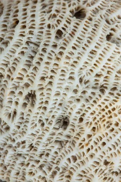 Textura de coral — Fotografia de Stock