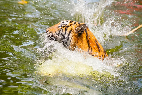 Tygr sumaterský v Thajsku zoo. — Stock fotografie