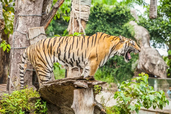 Szumátrai tigris, Thaiföld állatkertben. — Stock Fotó