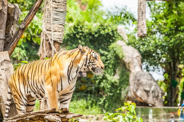 Tygr sumaterský v Thajsku zoo. — Stock fotografie