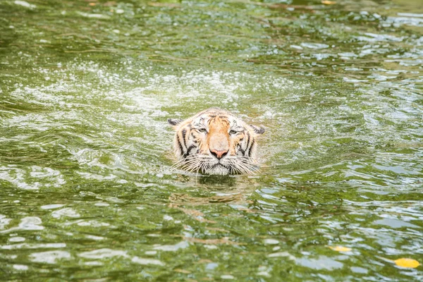 Tiger swimming Stock Photos, Royalty Free Tiger swimming Images | Depositphotos