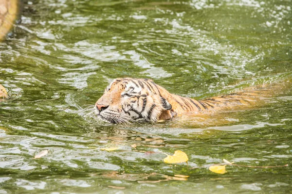 Tygr sumaterský v Thajsku zoo. — Stock fotografie