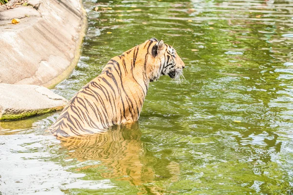Tigre de Sumatra no zoológico da Tailândia . — Fotografia de Stock