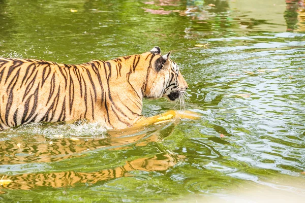 Tygr sumaterský v Thajsku zoo. — Stock fotografie